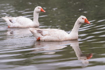 Geese