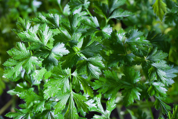 Parsley.