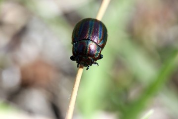Regenbogen-Blattkäfer (Chrysolina cerealis)