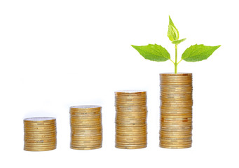 Many coins in column and green plant isolated on white