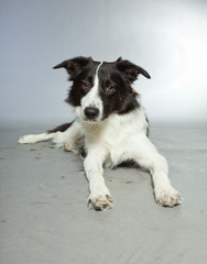 Fototapeta premium Young border collie dog. Bitch. Studio shot isolated.