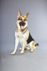 Beautiful german shepherd dog isolated on grey background.