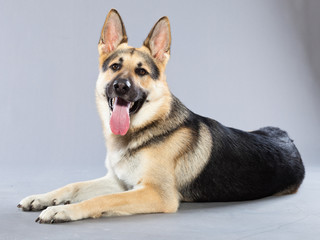 Beautiful german shepherd dog isolated on grey background.