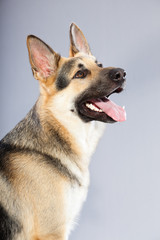 Beautiful german shepherd dog isolated on grey background.