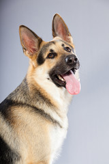 Beautiful german shepherd dog isolated on grey background.