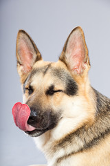 Beautiful german shepherd dog isolated on grey background.