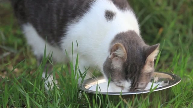 cat eating dry food