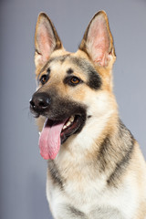 Beautiful german shepherd dog isolated on grey background.