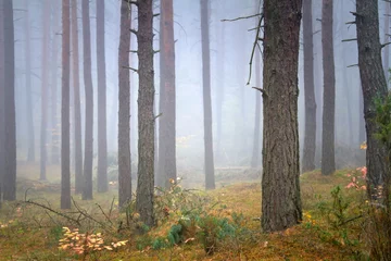 Outdoor-Kissen Misty forest in foggy weather in Poland © Patryk Kosmider