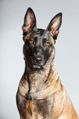 Belgian Malinois. Belgian Shepherd Dog. Studio shot isolated.