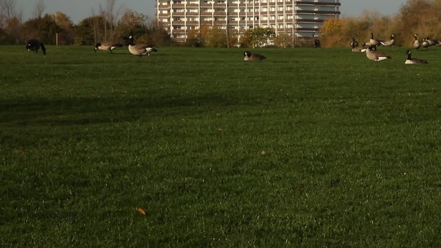 Flock of Canadian geese feeding on the grass