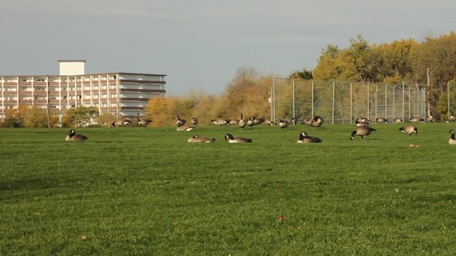 Pan of large flock of Canadian geese feeding on the grass