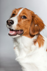 Cute puppy Kooiker hound. Studio shot isolated