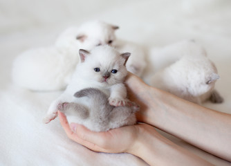 Fototapeta na wymiar Mały biały kot w ręce kobiety