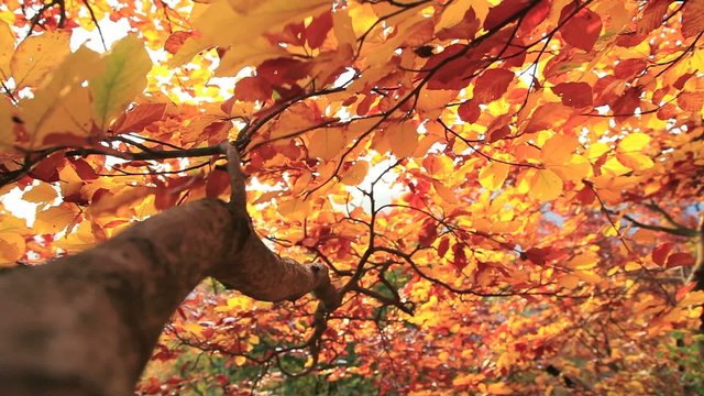 Mischwald mit Blättern im Herbst