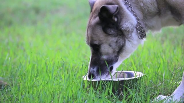dog eating dry food