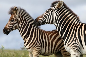 Fototapeta na wymiar Mama Zebra i ¼rebię