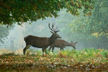 Deers