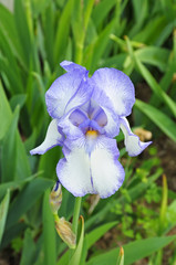Blue and white iris flower in park in Brussels