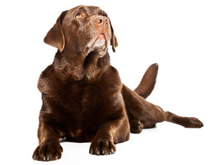 Old brown labrador dog isolated on white background.