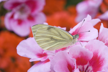 Green-veined White (Pieris-napi) on Geranium