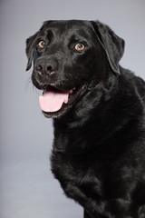 Black labrador retriever dog with light brown eyes isolated.