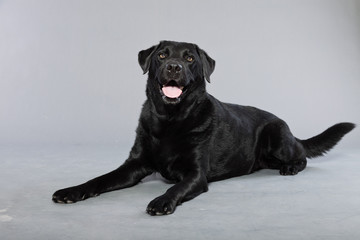Black labrador retriever dog with light brown eyes isolated.