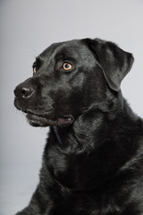 Fototapeta na wymiar Czarny labrador retriever pies z jasnymi brązowymi oczami izolowane.