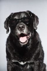 Funny old black labrador retriever wearing black sunglasses.