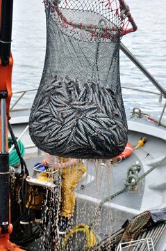 Fototapeta pêche et pêcheur