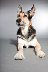 Cute old german shepherd dog. Studio shot isolated.