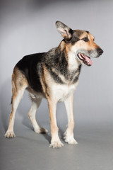 Cute old german shepherd dog. Studio shot isolated.