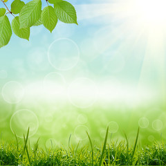 Obraz premium green natute background