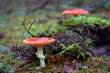 Red spotted toadstool in the forest