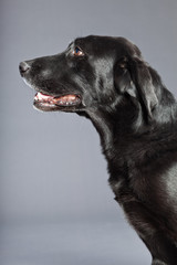 Obraz premium Black mixed breed dog. Mix of flatcoated and labrador retriever.