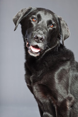 Fototapeta na wymiar Black mixed breed dog. Mix of flatcoated and labrador retriever.