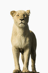 Obraz premium White Lion on White