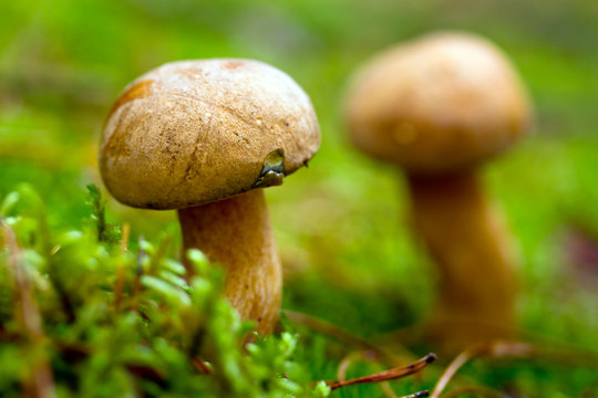 Velvet bolete mushroom close up in the forest