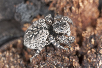 Jumping spider on wood, extreme close-up