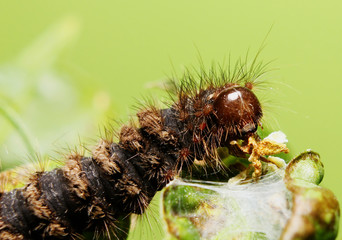 brown caterpillar