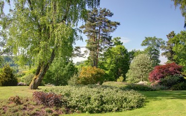 Obraz premium paysage forestier