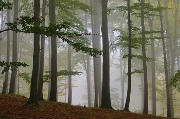 Buchenwald im Nebel - beech forest in fog 02