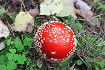 Red poisoned mushroom growing in the summer forest