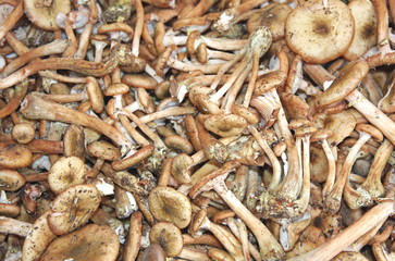 great piles of freshly picked mushrooms ready to be cooked
