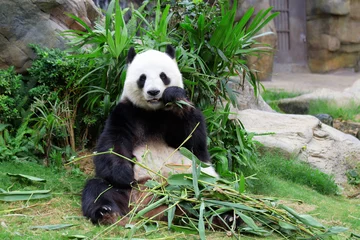 Papier Peint photo Lavable Panda Panda géant