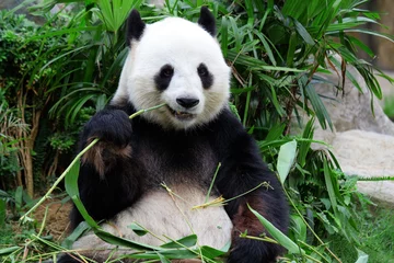 Foto op Plexiglas reuzenpandabeer die bamboe eet © leungchopan