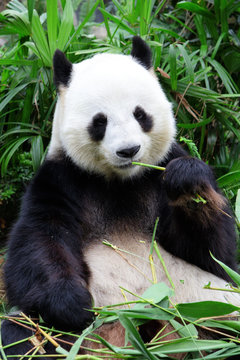 giant panda bear eating bamboo