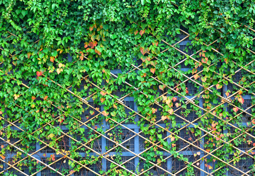 Wall mural wall and green plants