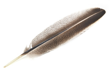 goose feather isolated