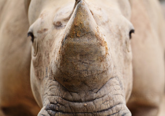 Fototapeta premium rhino